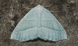 013 Light Emerald.JPG