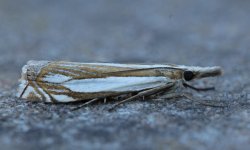 018 Crambus pascuella.JPG