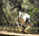 BF Australian Ibis thread.jpg