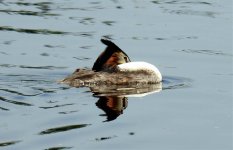 BF Great Crested Grebe 2 thread.jpg