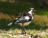 BF Magpie Lark thread.jpg