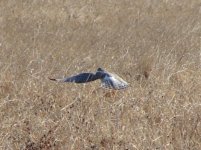 Northern harrier.jpg