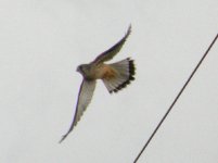 KESTREL TITTESWORTH 030307.jpg