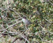 sardinian_warbler.jpg