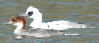 SMEW.JPG