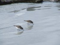 sandpiper 1.JPG