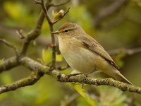 Chiffchaff 5378.jpg