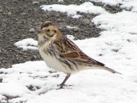 Lapland Longspur.jpg