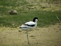 Avocet.jpg