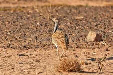 Houbara-bustard-2.jpg