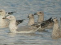 BF Caspian Gull 2.JPG