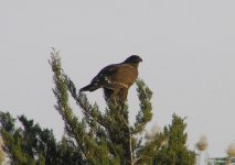 Spotted Eagle 3@Mesologi.JPG