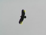 Spotted Eagle.JPG