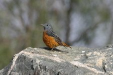 Rock Thrush crop for BF.JPG