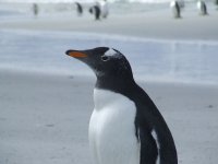 gentoo 3.JPG