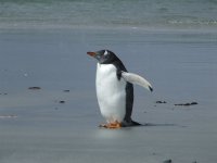 gentoo 5.JPG