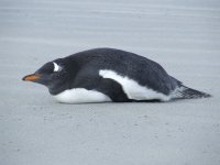 gentoo 6.JPG