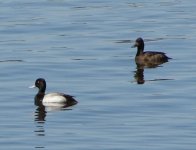 Lesser Scaup.jpg