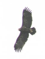 spotted eagle.jpg