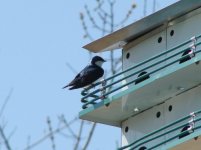 Tree Swallow.jpg