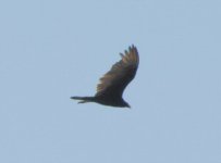 Turkey Vulture.jpg