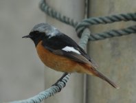 1DaurianRedstart.JPG