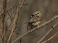 6Wryneck.JPG