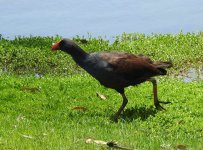 BF Australian Swamphen 2 thread.jpg