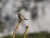 whinchat col.jpg