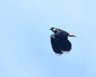 Lapwing_Girdle Ness_090520a.jpg