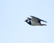 Lapwing_Girdle Ness_090520b.jpg