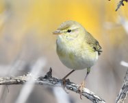 Willow Warbler_Girdle Ness_090520a.jpg