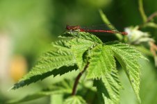 20200509 (6)_Large_Red_Damselfly.JPG