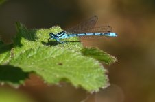 20200509 (7)_Azure_Damselfly.JPG