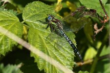 20200509 (13)_Hairy_Dragonfly.JPG