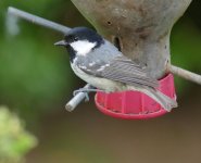 P2200839.jpeg    Coal Tit 1..jpeg