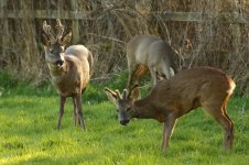 20200311 (7)_Roe_Deer.JPG