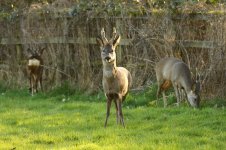 20200311 (11)_Roe_Deer.JPG