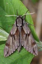 20200607 (8)_Pine_Hawk-moth.JPG