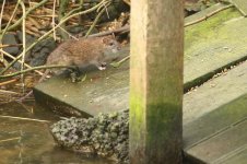 20200314 (6)_Brown_Rat.JPG