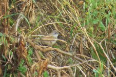 whitethroat2.jpg