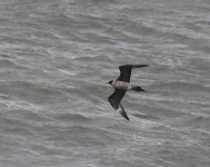 Arctic Skua_Girdle Ness_070620b.jpg