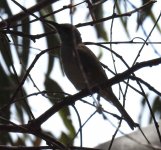 BF Honeyeater thread.jpg