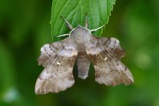 20200510 (7)_Poplar_Hawk-moth.JPG