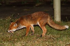 20200603 (10)_Red_Fox.JPG