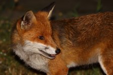 20200603 (11)_Red_Fox.JPG