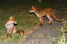 20200605 (5)_Red_Fox.JPG