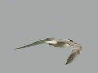 common tern.jpg