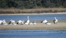 BF Australian Pelican thread.jpg