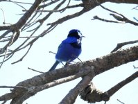 BF Splendid Fairywren thread.jpg